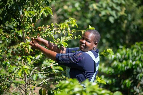 Edna tending to a coffee plant