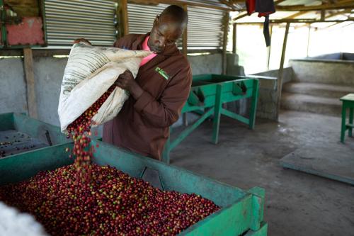 A farmer pours his harvested coffee into a bucket
