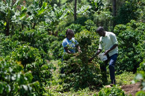 Coffee farmers harvesting coffee
