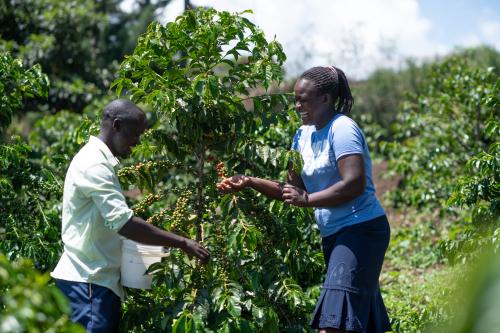Amos and another farmer admiring their coffee yield.