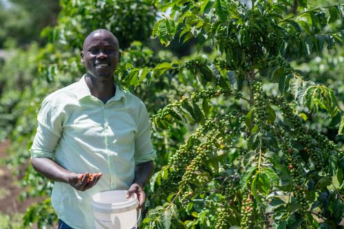 A coffee farmer in his field, holding a bucket of coffee cherry and admiring his yield