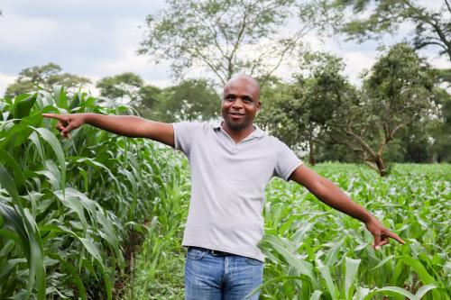 Paul Chunga, iSDA field agronomist in Mr Christopher Chamoto’s field demonstrating the difference in growth between two plots: one where Virtual Agronomist was implemented and the other where Mr Chamoto used his own practices.