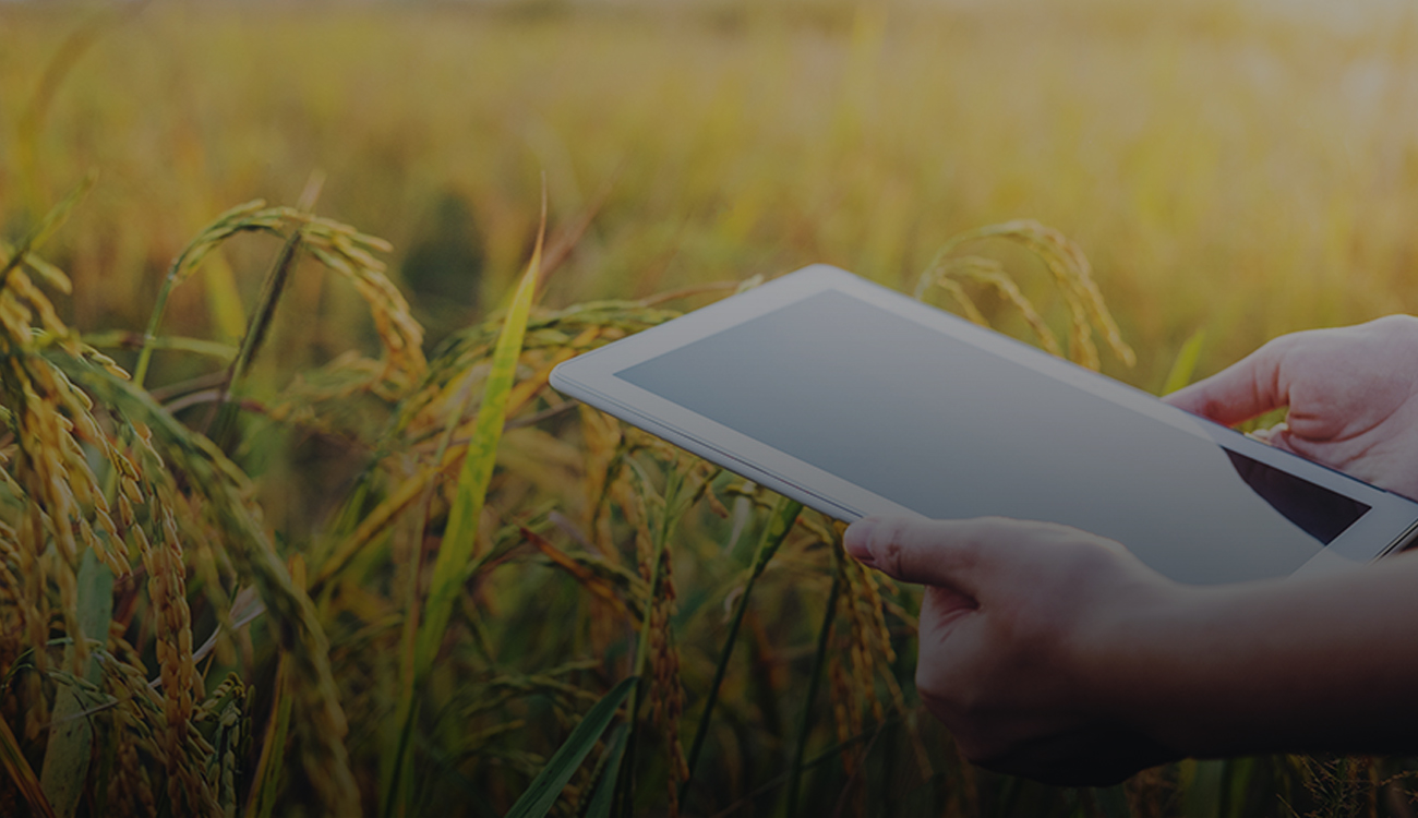 Tablet device in the hands of a data scientist over the crops of a smallholder farm in Africa