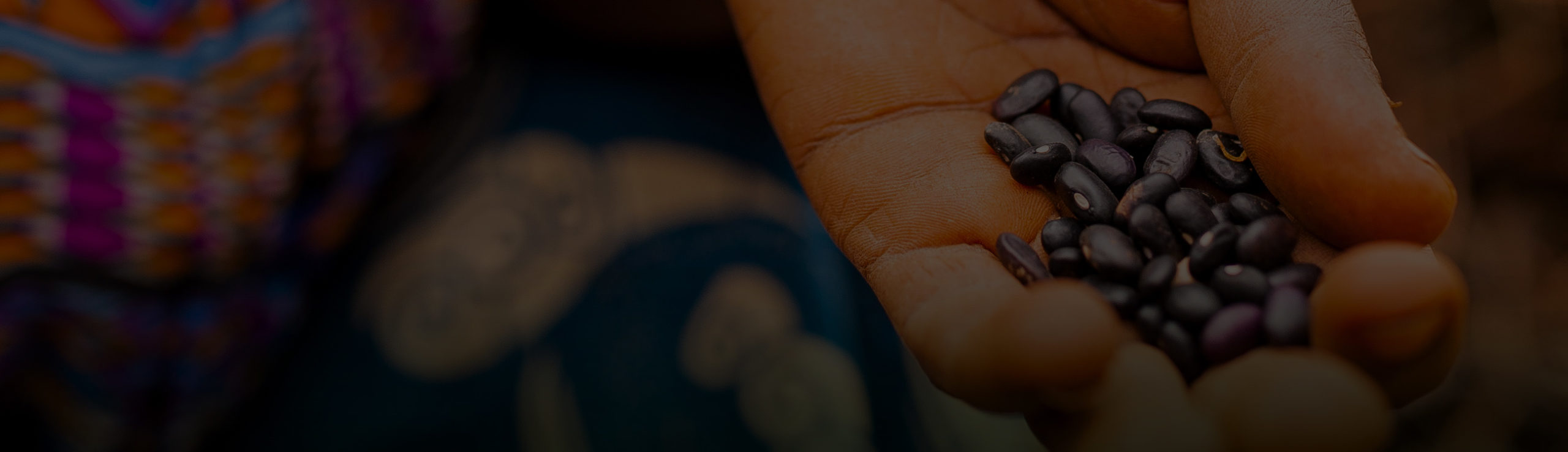 Close up of African female farmer with ripened coffee beans in her hand