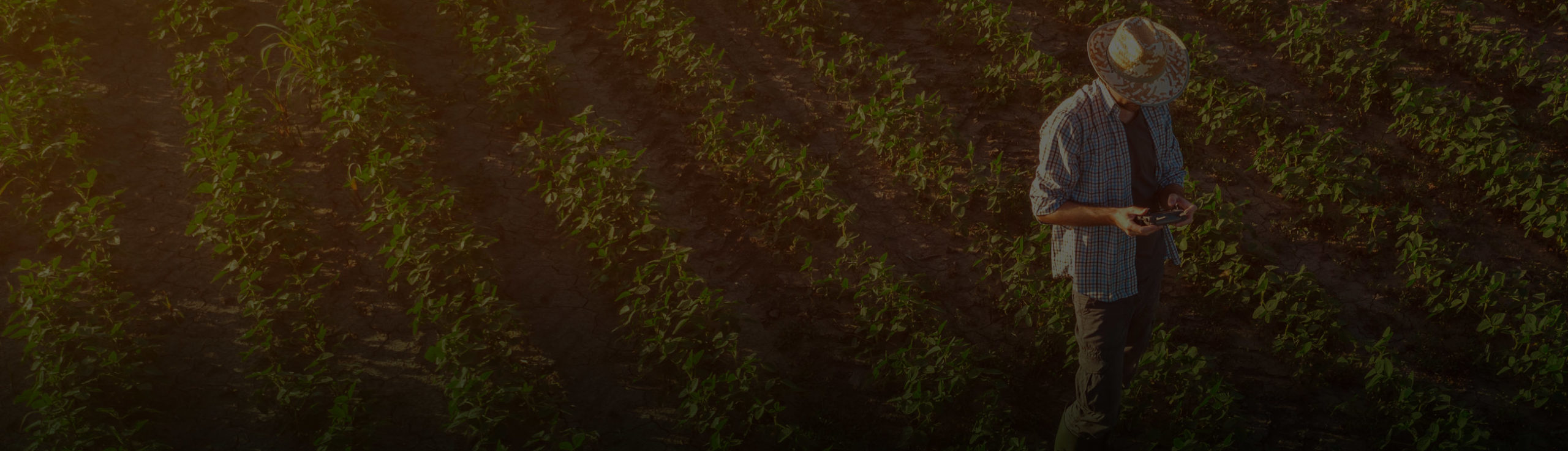Male farm worker out in a field of crops using innovative smart farming technology device to record crop yields
