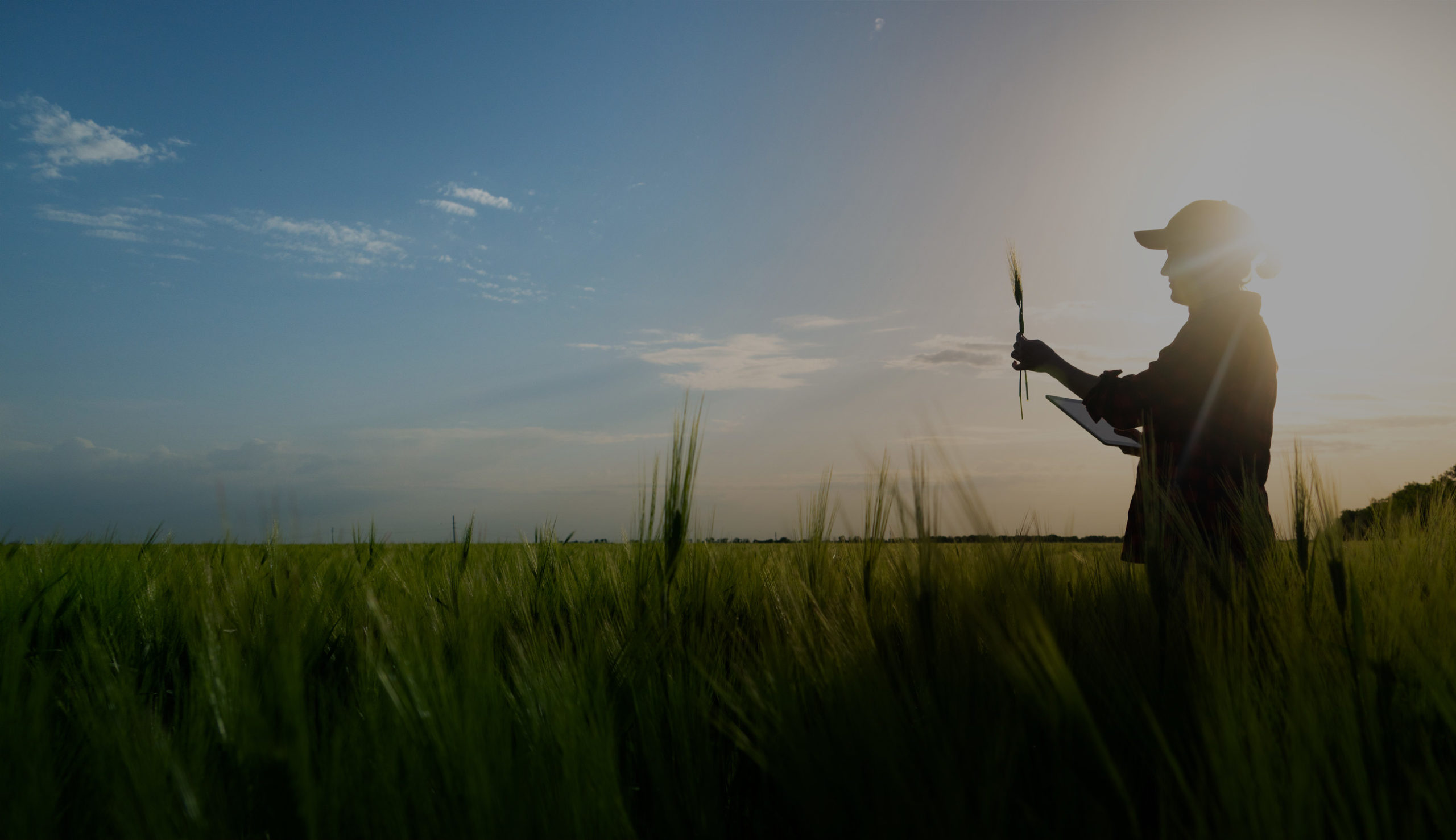 Female farmer with smart farming tablet standing in field of wheat crops implementing digital transformation