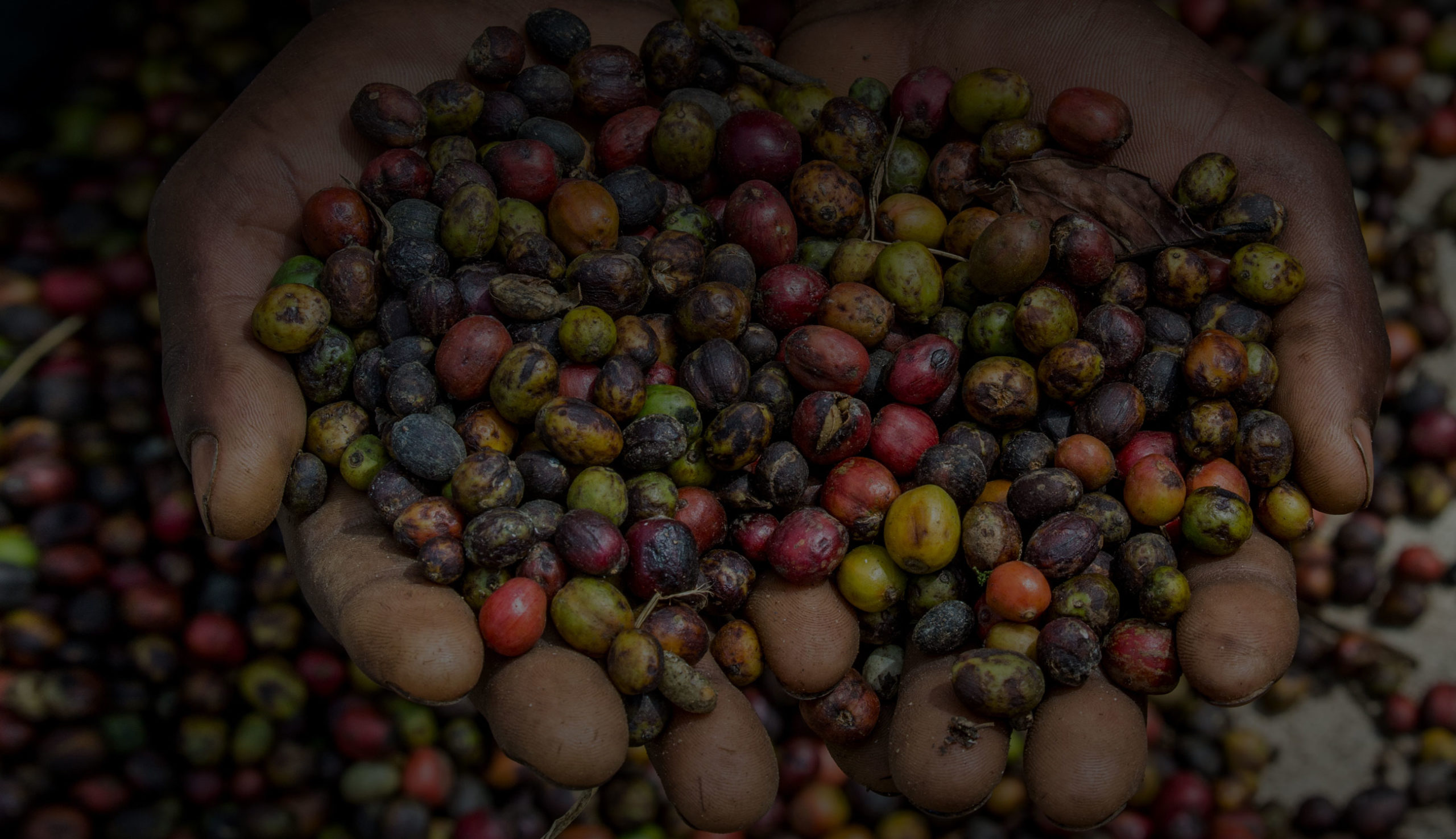 Grains of ripe coffee in the hands of a worker at an East African coffee plantation, vibrant coffee bean colours