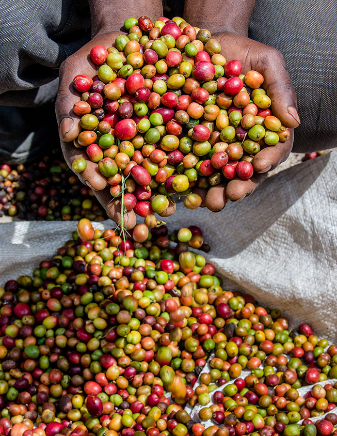 Grains of ripening coffee beans in the hands of a Kenyan farmer at a coffee plantation