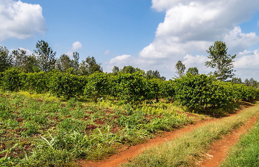 Coffee trees and shrubs at coffee plantation in the countryside of Kenya